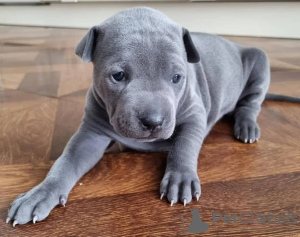 Foto №1. thai ridgeback - zum Verkauf in der Stadt Vilnius | verhandelt | Ankündigung № 128406