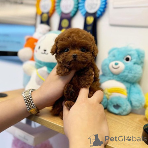 Foto №2 zu Ankündigung № 159961 zu verkaufen alaunt - einkaufen Deutschland quotient 	ankündigung, vom kindergarten