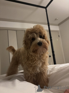 Foto №3. Lernen Sie Oliver kennen, verspielt, treu und voller Liebe! Immer bereit für. Italien