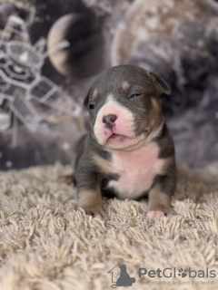 Zusätzliche Fotos: American Bully SHOW-KLASSE