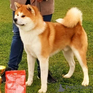 Foto №3. Japanische Akita Inu-Welpen. Serbien