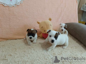 Foto №2 zu Ankündigung № 125766 zu verkaufen jack russell terrier - einkaufen Serbien züchter