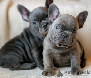 Foto №1. französische bulldogge - zum Verkauf in der Stadt Stockholm | 400€ | Ankündigung № 56629