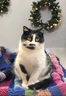 Foto №2 zu Ankündigung № 161657 zu verkaufen  - einkaufen Russische Föderation quotient 	ankündigung