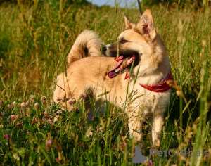 Zusätzliche Fotos: Liebevoller und freundlicher Hund Rafael in guten Händen