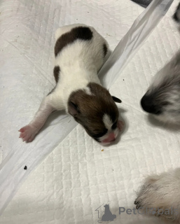 Foto №1. jack russell terrier - zum Verkauf in der Stadt Graz | 600€ | Ankündigung № 172156