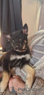 Foto №1. deutscher schäferhund - zum Verkauf in der Stadt Belen | 380€ | Ankündigung № 166205