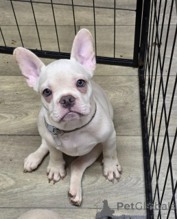 Foto №1. französische bulldogge - zum Verkauf in der Stadt Barcelona | 400€ | Ankündigung № 171729