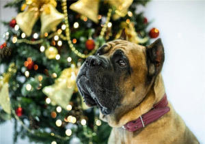 Foto №3. Schön, klug, gehorsam. Bestanden den Kurs früh, gesund, mit einer exzellenten. Russische Föderation