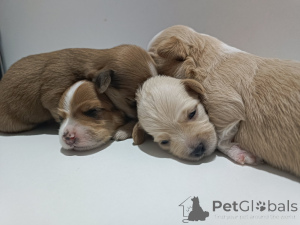 Foto №3. Havanesisch verschwenderische schöne Welpen zum Verkauf. Serbien