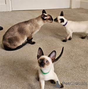 Foto №1. siamkatze - zum Verkauf in der Stadt Euskirchen | 350€ | Ankündigung № 153767