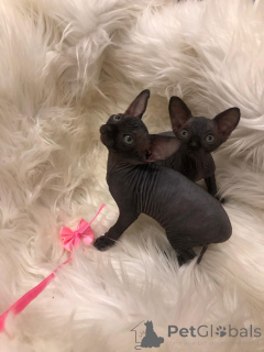 Foto №1. devon rex - zum Verkauf in der Stadt Berlin | verhandelt | Ankündigung № 167241