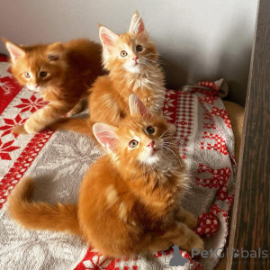 Foto №1. britisch kurzhaar - zum Verkauf in der Stadt Florida | 377€ | Ankündigung № 135698