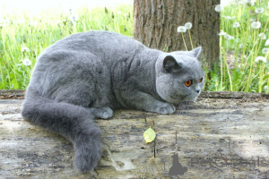 Foto №1. britisch langhaar - zum Verkauf in der Stadt Swindon | 550€ | Ankündigung № 144300