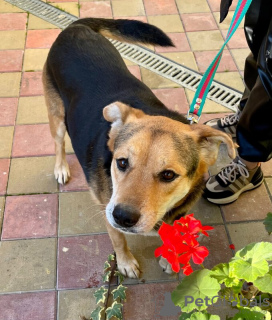 Foto №4. Ich werde verkaufen mischlingshund in der Stadt Großer Sotschi.  - preis - Frei