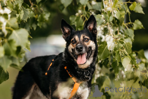 Zusätzliche Fotos: Das kleine Mädchen Millie sucht ein Zuhause!