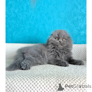 Foto №1. schottische faltohrkatze - zum Verkauf in der Stadt Leeds | 350€ | Ankündigung № 174391