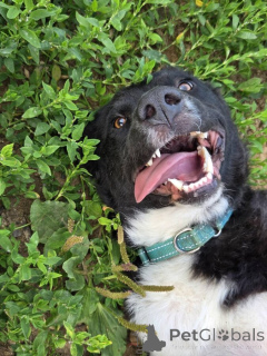 Foto №4. Ich werde verkaufen mischlingshund in der Stadt Moskwa. quotient 	ankündigung - preis - Frei