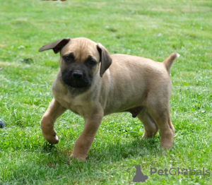 Zusätzliche Fotos: Boerboel-Welpen (Südafrikanischer Mastiff).