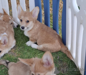 Foto №4. Ich werde verkaufen welsh corgi in der Stadt Neuer Garten. züchter - preis - verhandelt