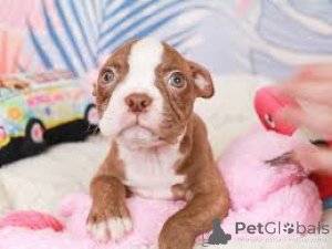 Foto №4. Ich werde verkaufen boston terrier in der Stadt Листаль.  - preis - verhandelt