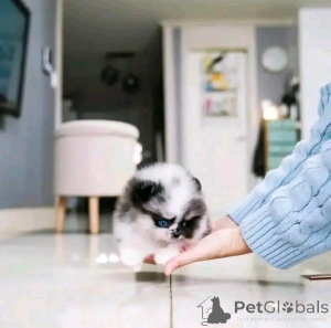 Foto №1. pommersche spitz - zum Verkauf in der Stadt Chicago | 425€ | Ankündigung № 137885