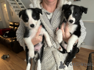 Foto №1. border collie - zum Verkauf in der Stadt Arrondissement de Berchtesgaden-Campagne | 325€ | Ankündigung № 135611