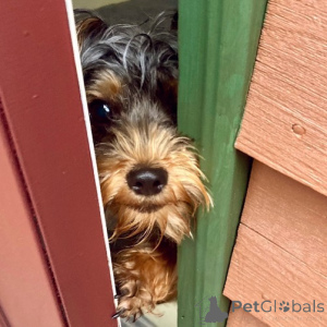 Foto №4. Ich werde verkaufen yorkshire terrier in der Stadt Gloucester. quotient 	ankündigung - preis - 650€