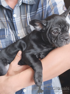 Foto №1. französische bulldogge - zum Verkauf in der Stadt Brest | verhandelt | Ankündigung № 69493