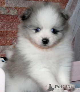 Foto №3. Entzückende Mini-Pommersche Welpen. Schweiz