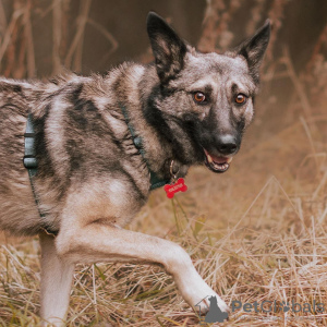 Foto №2 zu Ankündigung № 66096 zu verkaufen mischlingshund - einkaufen Russische Föderation aus dem tierheim