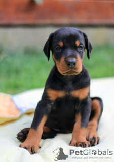 Zusätzliche Fotos: Dobermann BESTE Welpen