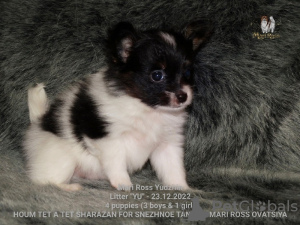 Foto №3. Marie Ross Eugene. Russische Föderation