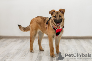 Foto №3. Clever und Schönheit vera 4,5 Monate. In guten Händen.. Russische Föderation