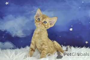 Foto №3. Devon Rex-Kätzchen zum Kauf. Niederlande