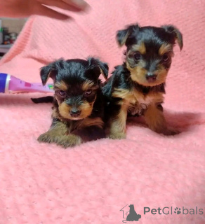Foto №2 zu Ankündigung № 137590 zu verkaufen yorkshire terrier - einkaufen USA züchter
