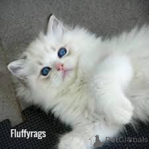 Foto №3. Chatons Ragdoll zu verkaufen. Frankreich