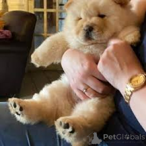 Foto №3. Chow Chow Welpen. Deutschland