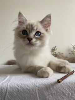 Foto №1. ragdoll-katze - zum Verkauf in der Stadt KARKASSONNE | 700€ | Ankündigung № 162966