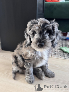 Foto №2 zu Ankündigung № 156420 zu verkaufen labradoodle - einkaufen Schweden quotient 	ankündigung