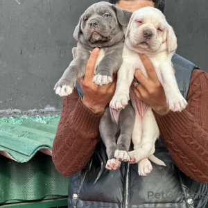 Foto №3. Seltener weißer Cane Corso-Welpe. Zwei wunderschöne blaue Geschwister verfügbar. Deutschland