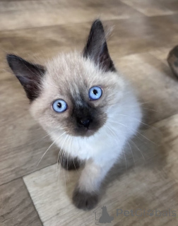 Foto №1. siamkatze - zum Verkauf in der Stadt Les Genevez | 350€ | Ankündigung № 178748