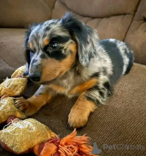 Foto №2 zu Ankündigung № 164806 zu verkaufen dackel - einkaufen Deutschland quotient 	ankündigung, aus dem tierheim