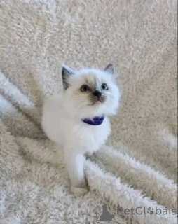 Foto №2 zu Ankündigung № 165166 zu verkaufen ragdoll-katze - einkaufen Finnland quotient 	ankündigung, züchter