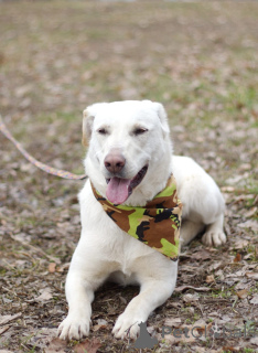 Foto №2 zu Ankündigung № 138798 zu verkaufen mischlingshund - einkaufen Russische Föderation 