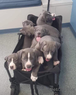 Foto №2 zu Ankündigung № 135747 zu verkaufen american pit bull terrier - einkaufen USA quotient 	ankündigung