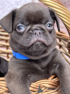 Foto №3. Chocolate Petit brabancon (smooth Griffon). Serbien