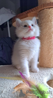 Foto №1. ragdoll-katze - zum Verkauf in der Stadt Jesteburg | 350€ | Ankündigung № 174778