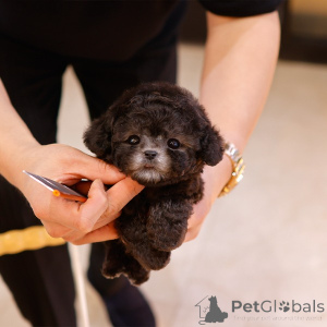 Foto №1. pudel (toy) - zum Verkauf in der Stadt Charlotte | 478€ | Ankündigung № 151984