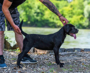 Foto №2 zu Ankündigung № 105768 zu verkaufen cane corso italiano - einkaufen Serbien 